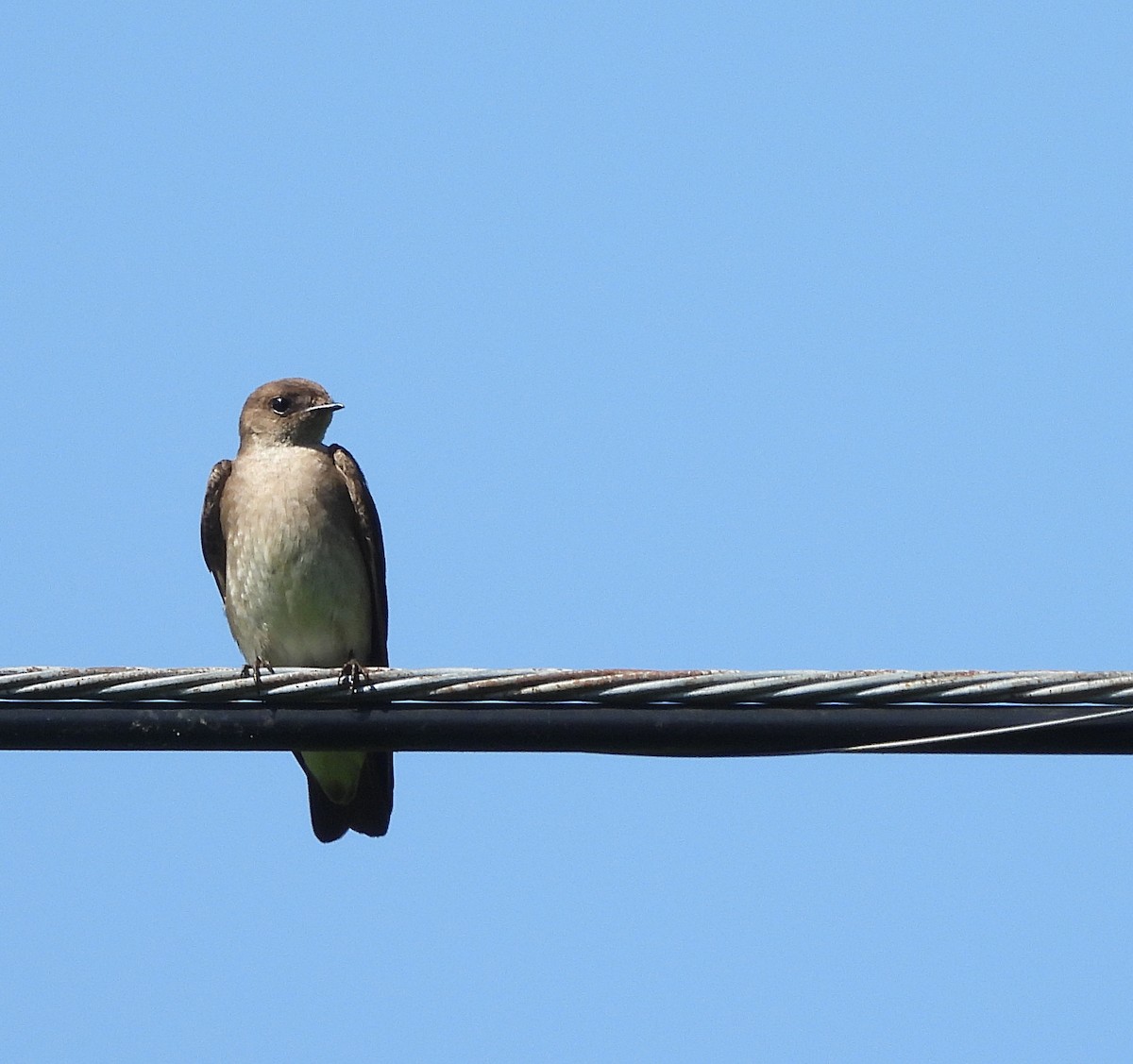 Northern Rough-winged Swallow - ML619813221