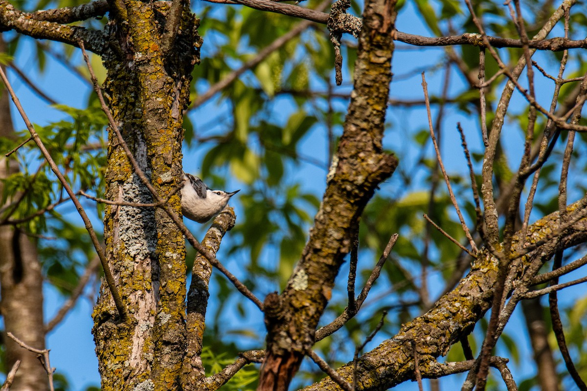White-breasted Nuthatch - ML619813245