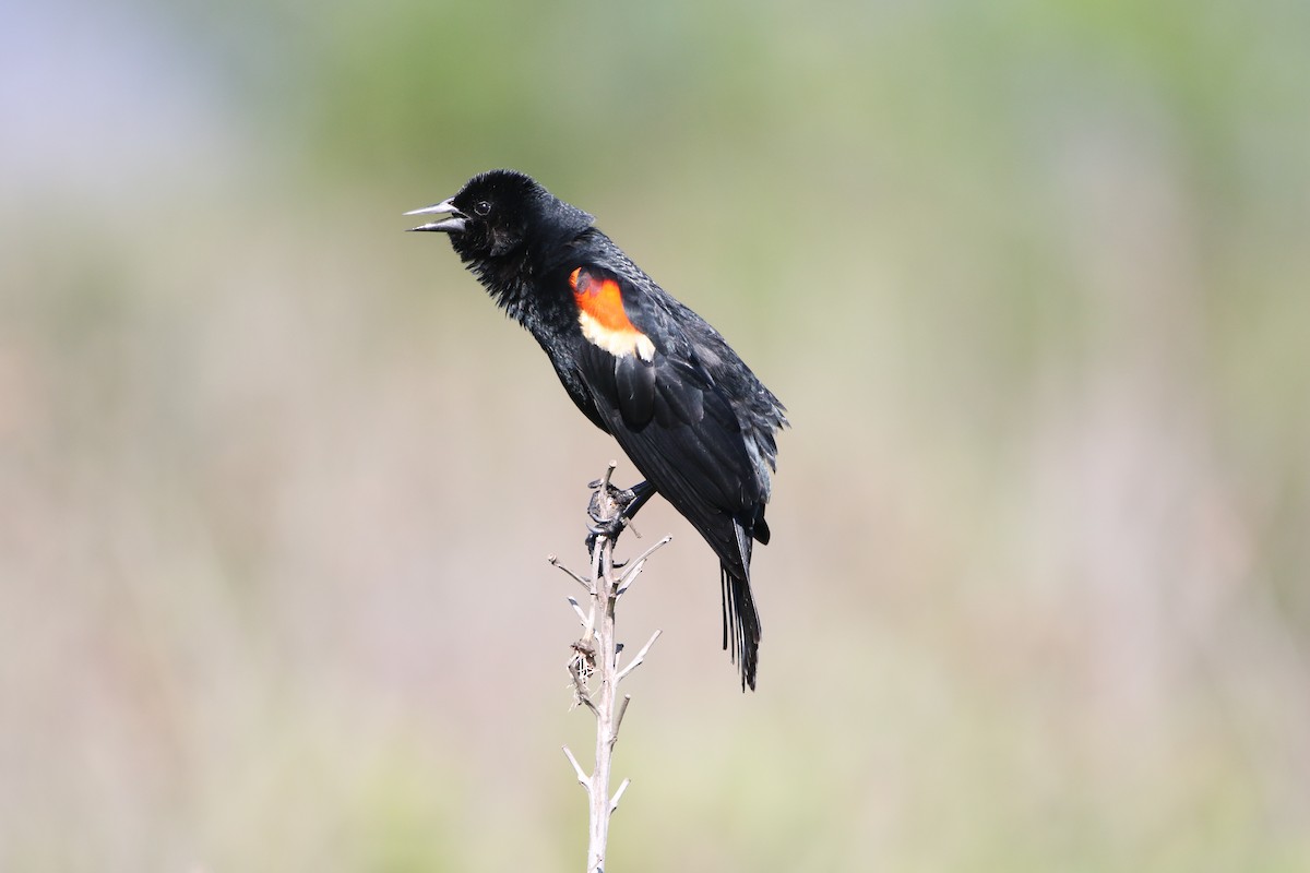 Red-winged Blackbird - ML619813248