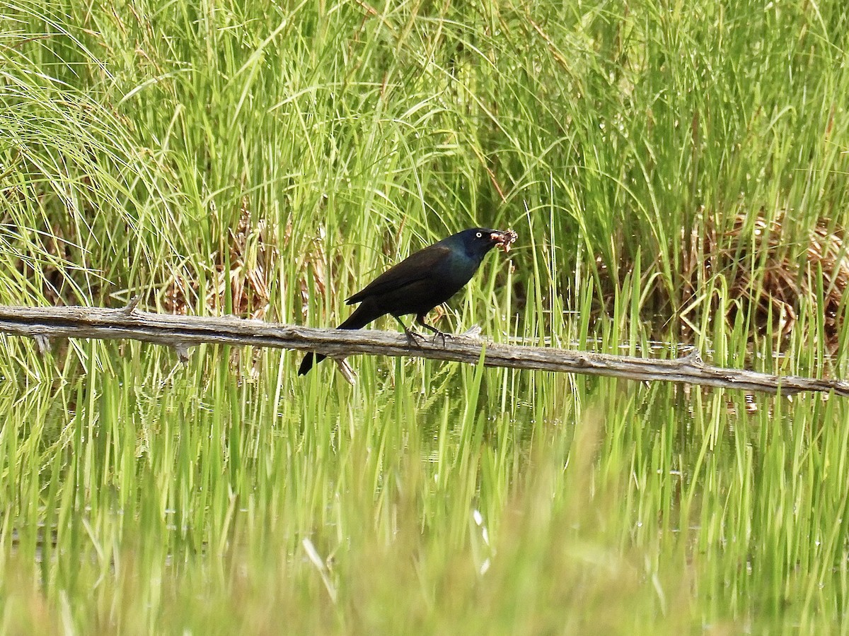 Common Grackle - ML619813264