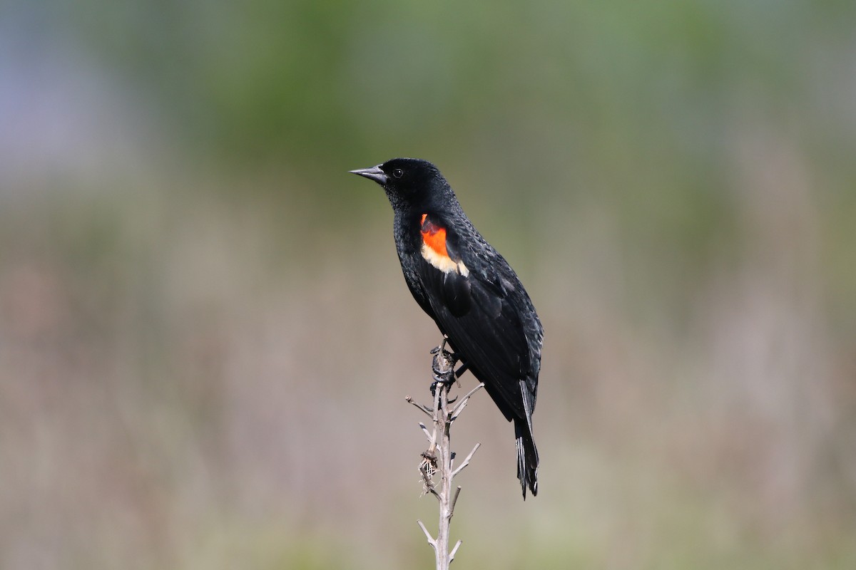 Red-winged Blackbird - ML619813276