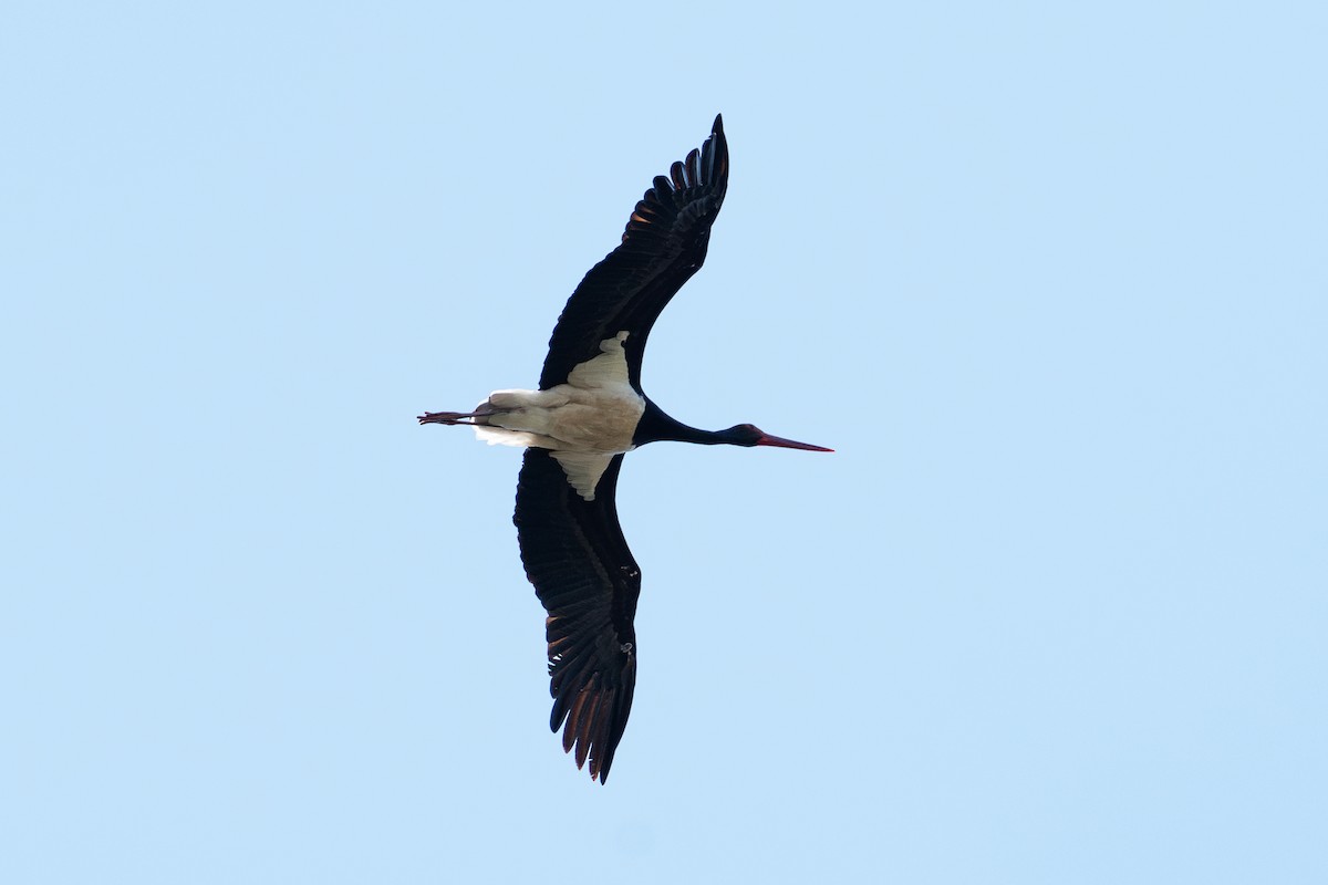 Black Stork - ML619813286