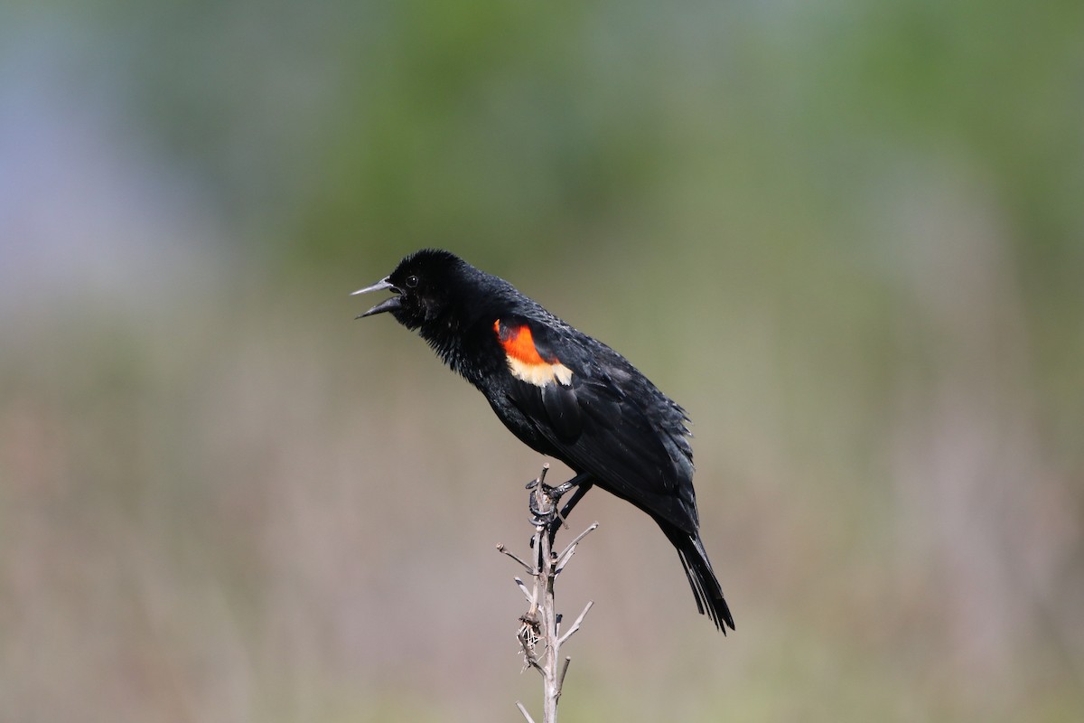 Red-winged Blackbird - ML619813289