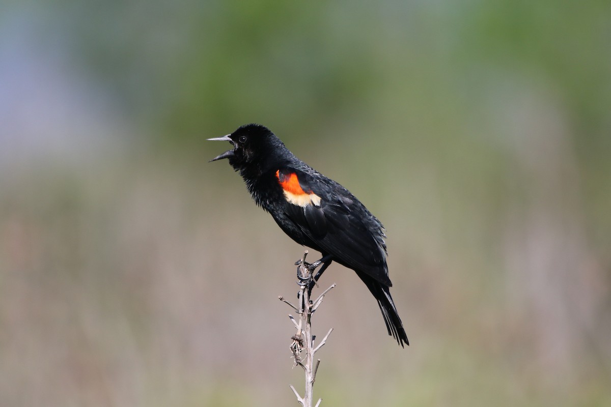 Red-winged Blackbird - ML619813296