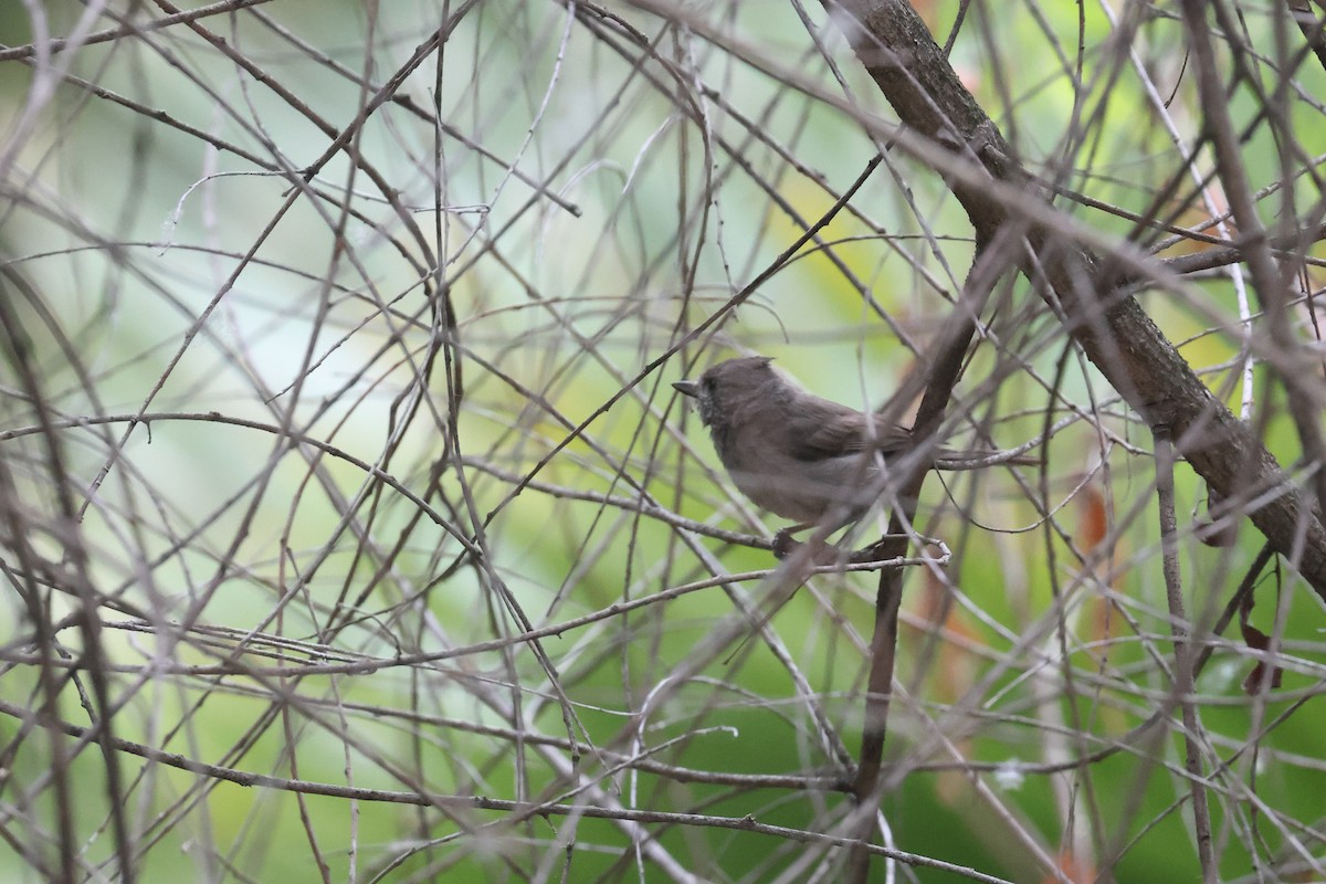 Oak Titmouse - ML619813299