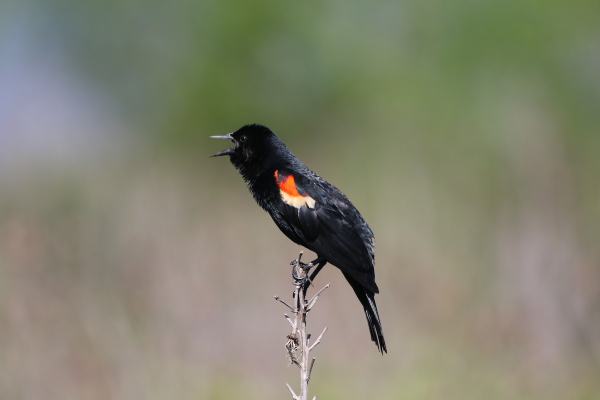 Red-winged Blackbird - ML619813301