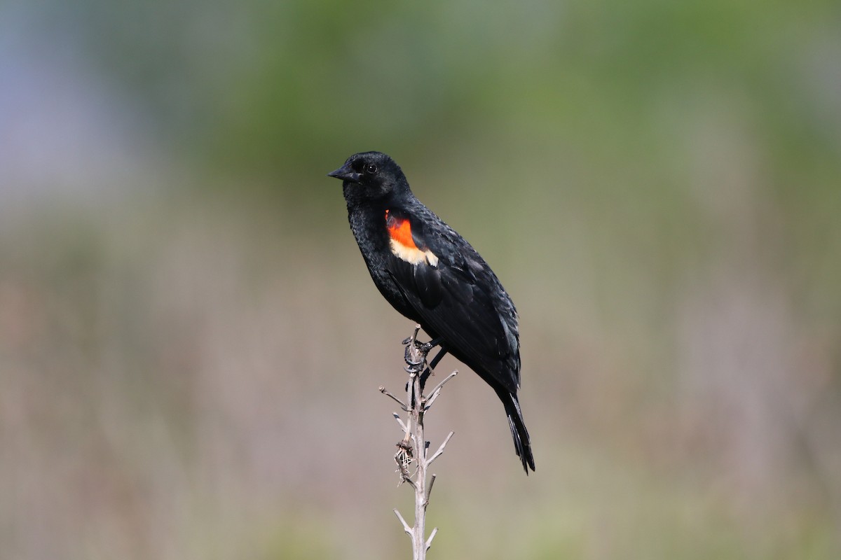 Red-winged Blackbird - ML619813306