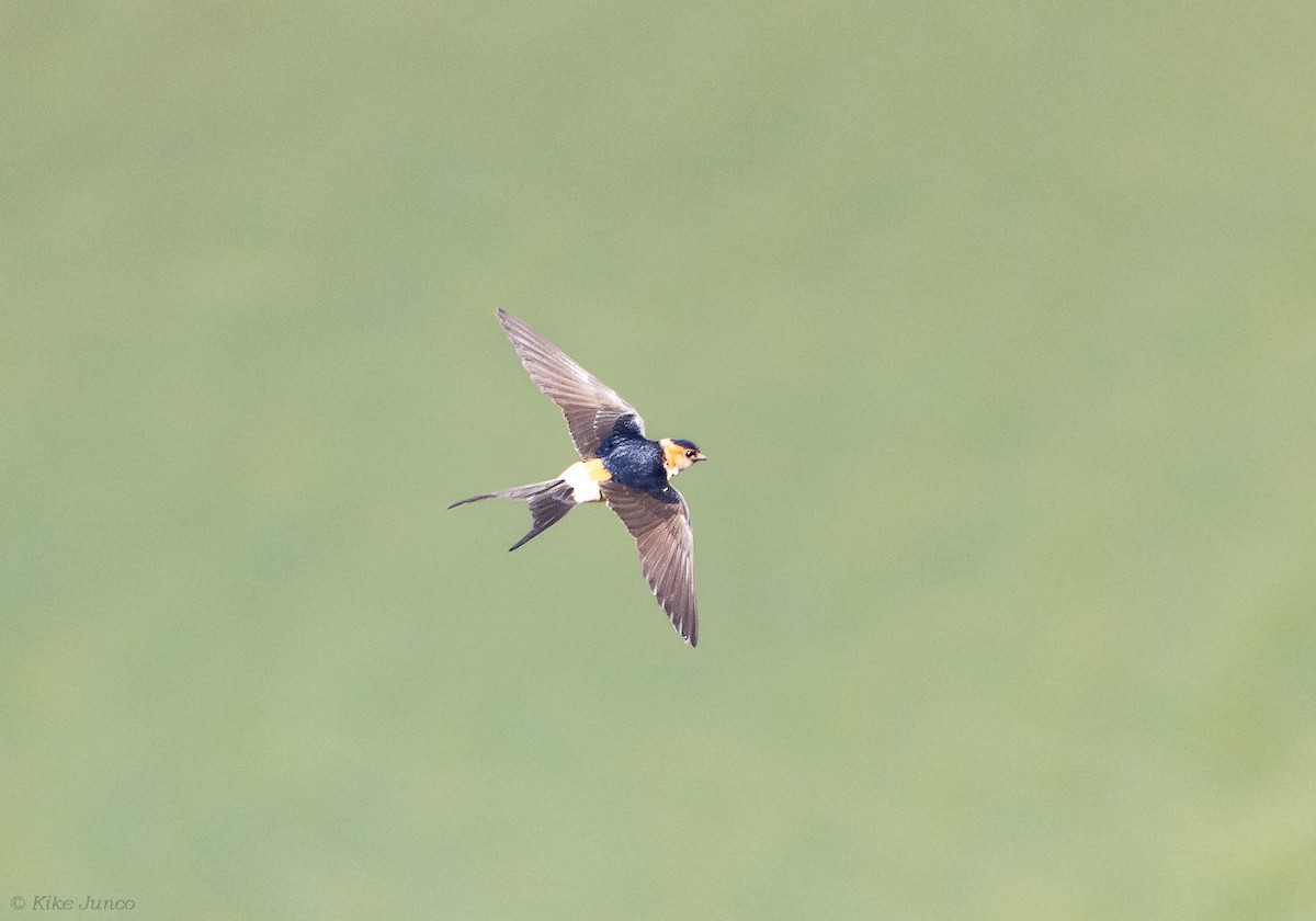 Red-rumped Swallow - ML619813309