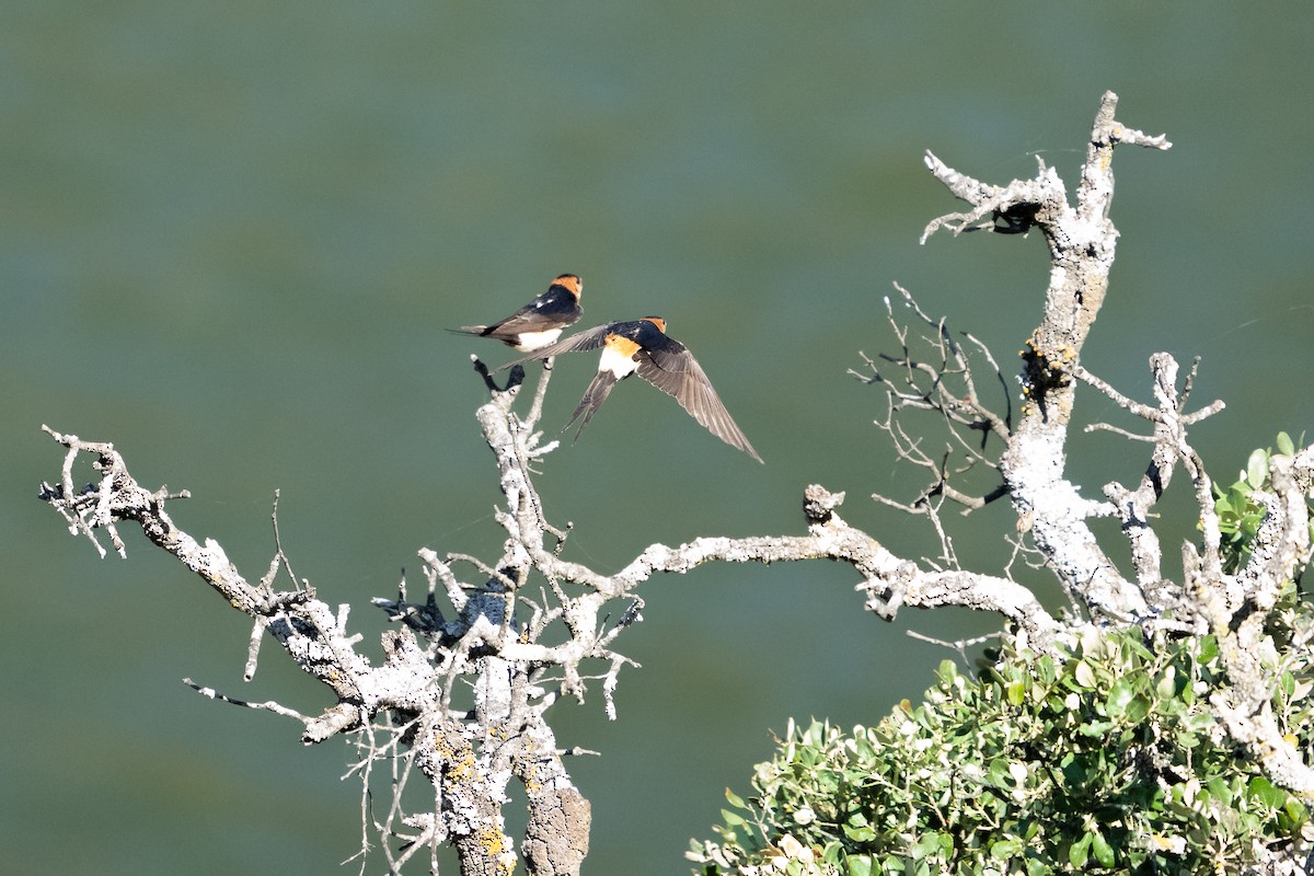 Red-rumped Swallow - ML619813311