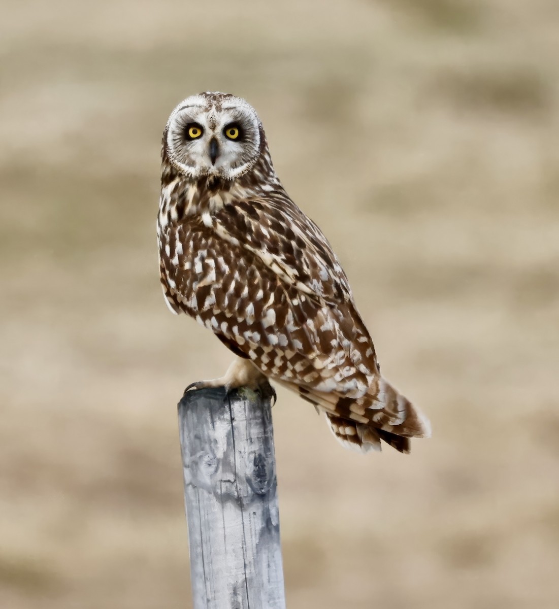 Short-eared Owl - ML619813314
