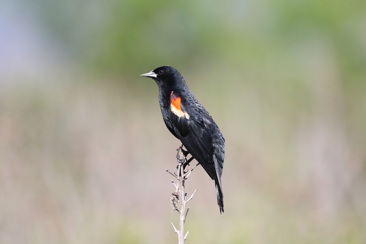 Red-winged Blackbird - ML619813322