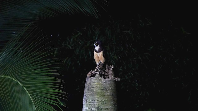 Spectacled Owl - ML619813329