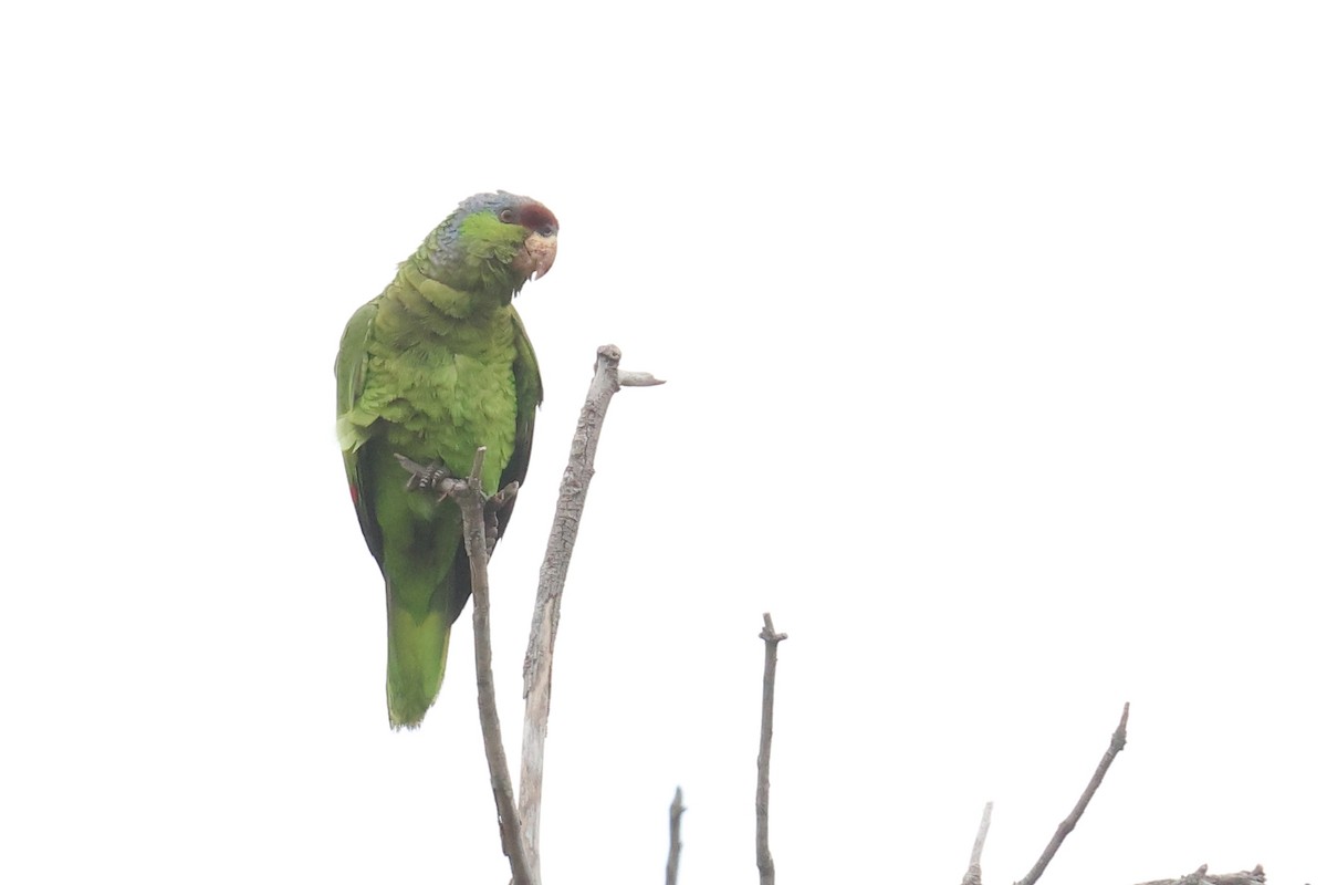 Lilac-crowned Parrot - ML619813331
