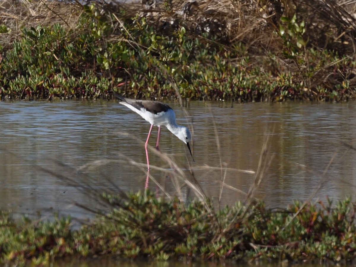 Black-winged Stilt - ML619813338