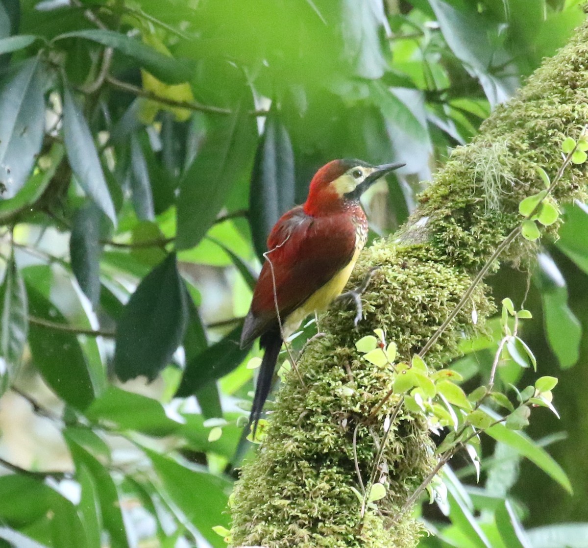Crimson-mantled Woodpecker - ML619813342