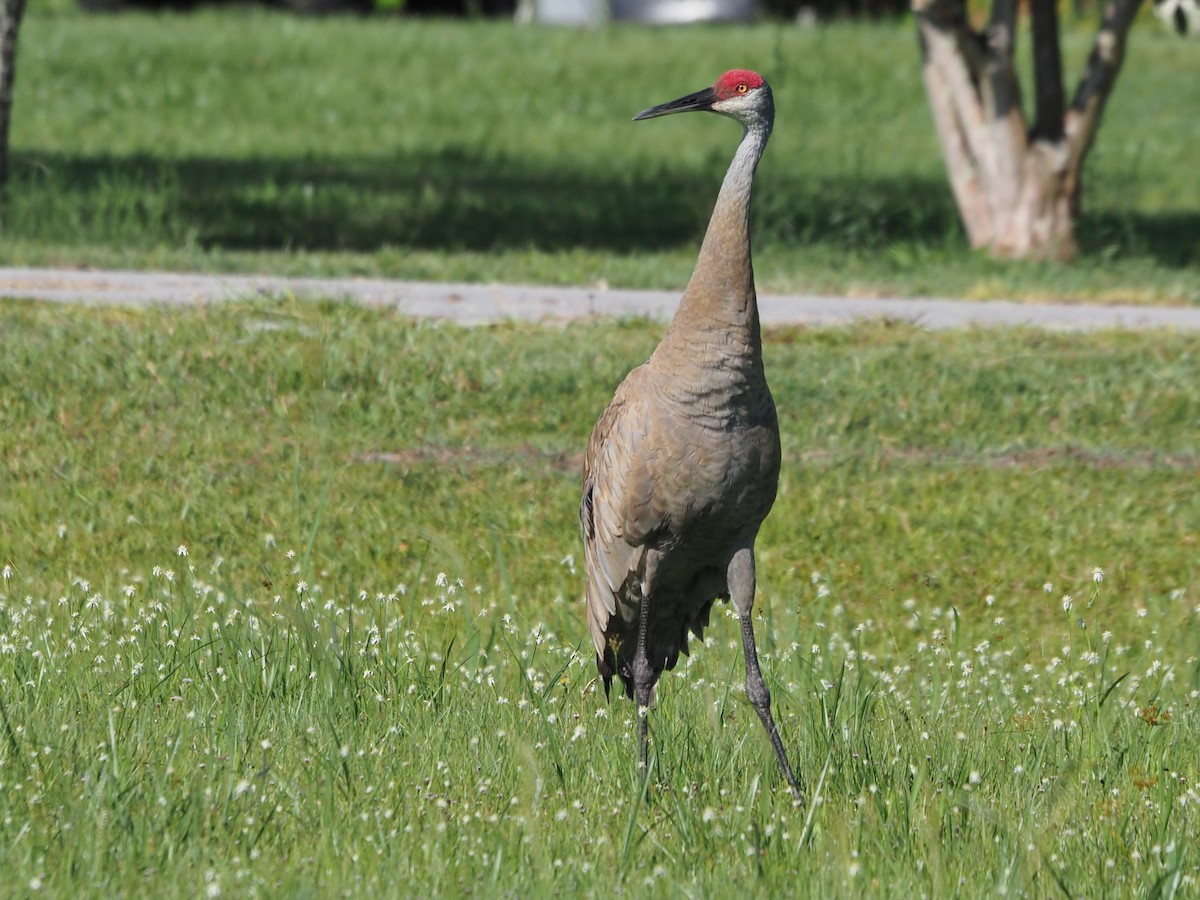 Sandhill Crane - Richard Kaskan