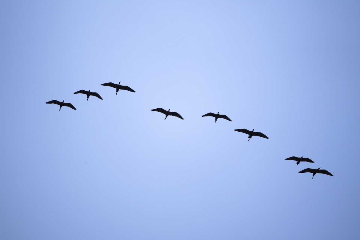 ibis hnědý - ML619813351