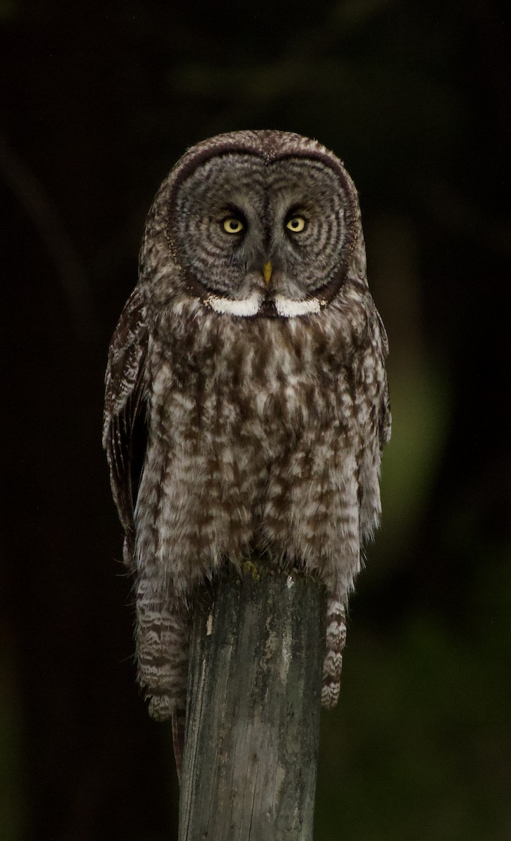 Great Gray Owl - ML619813352
