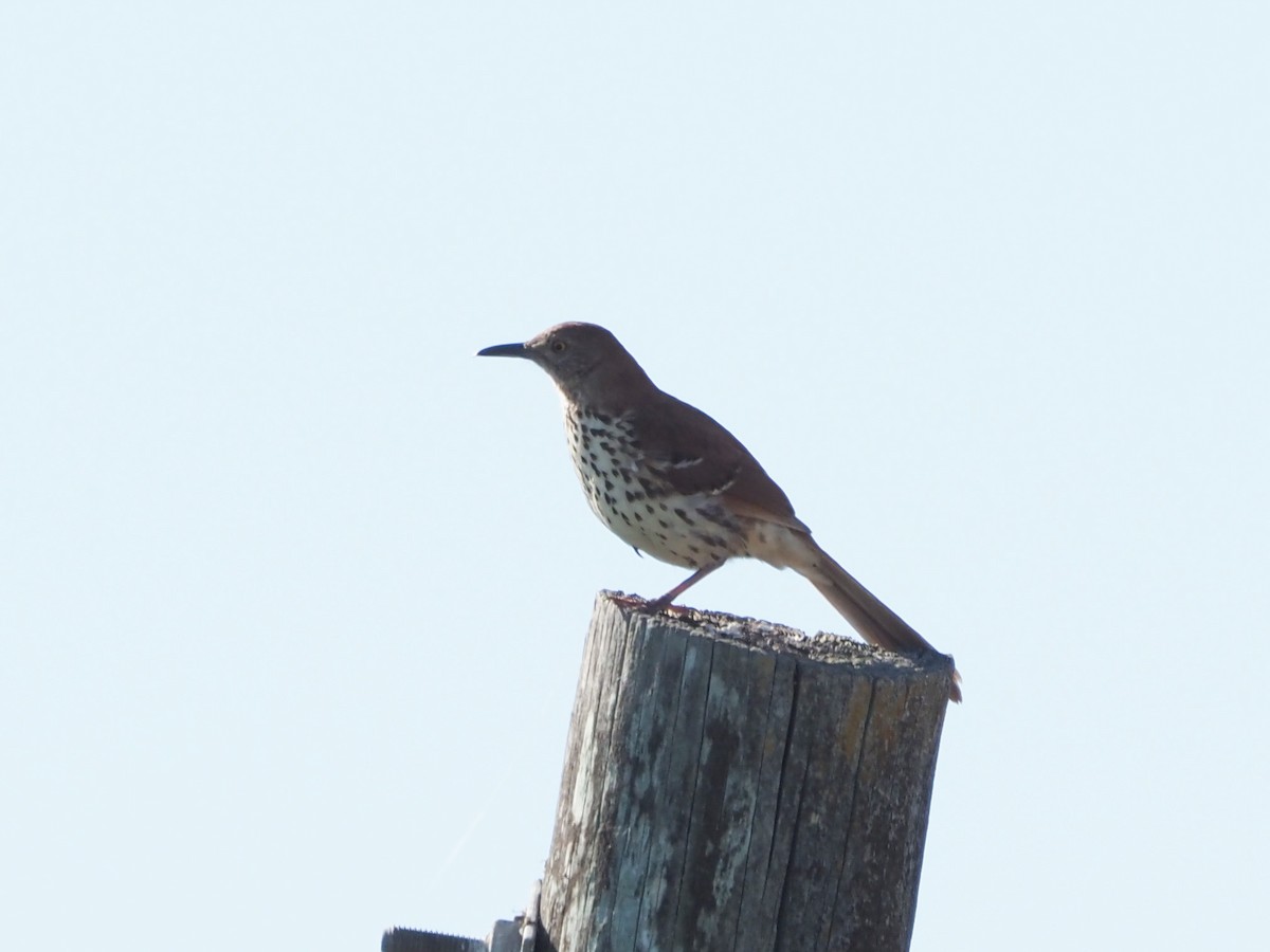 Brown Thrasher - ML619813353