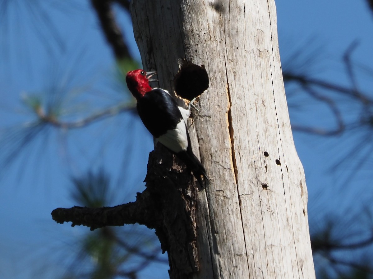 Red-headed Woodpecker - ML619813359