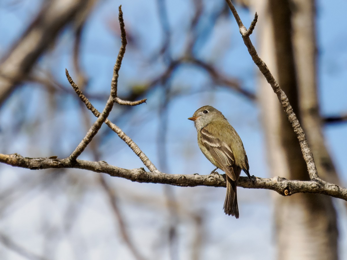 Hammond's Flycatcher - ML619813367