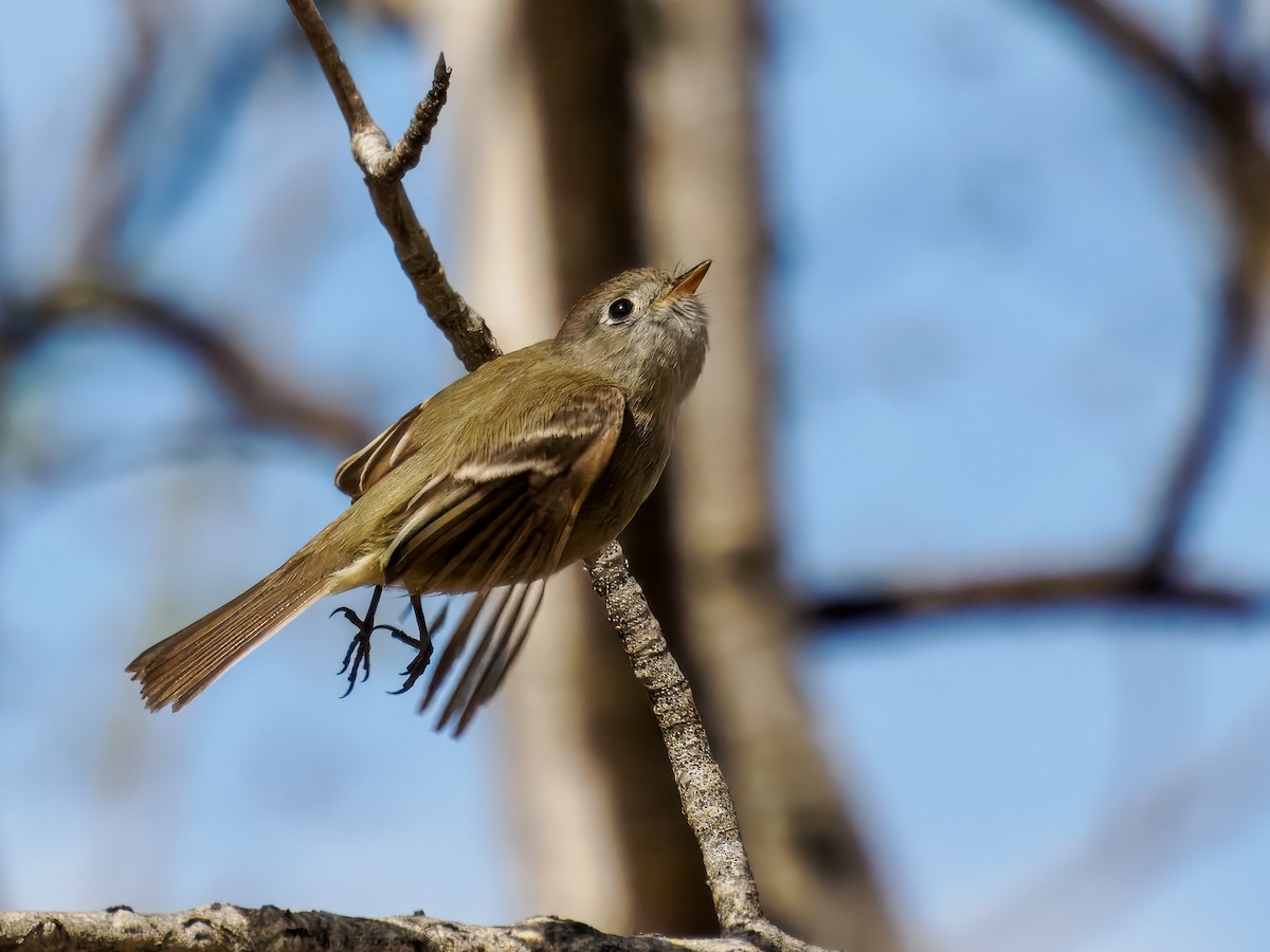 Hammond's Flycatcher - ML619813369