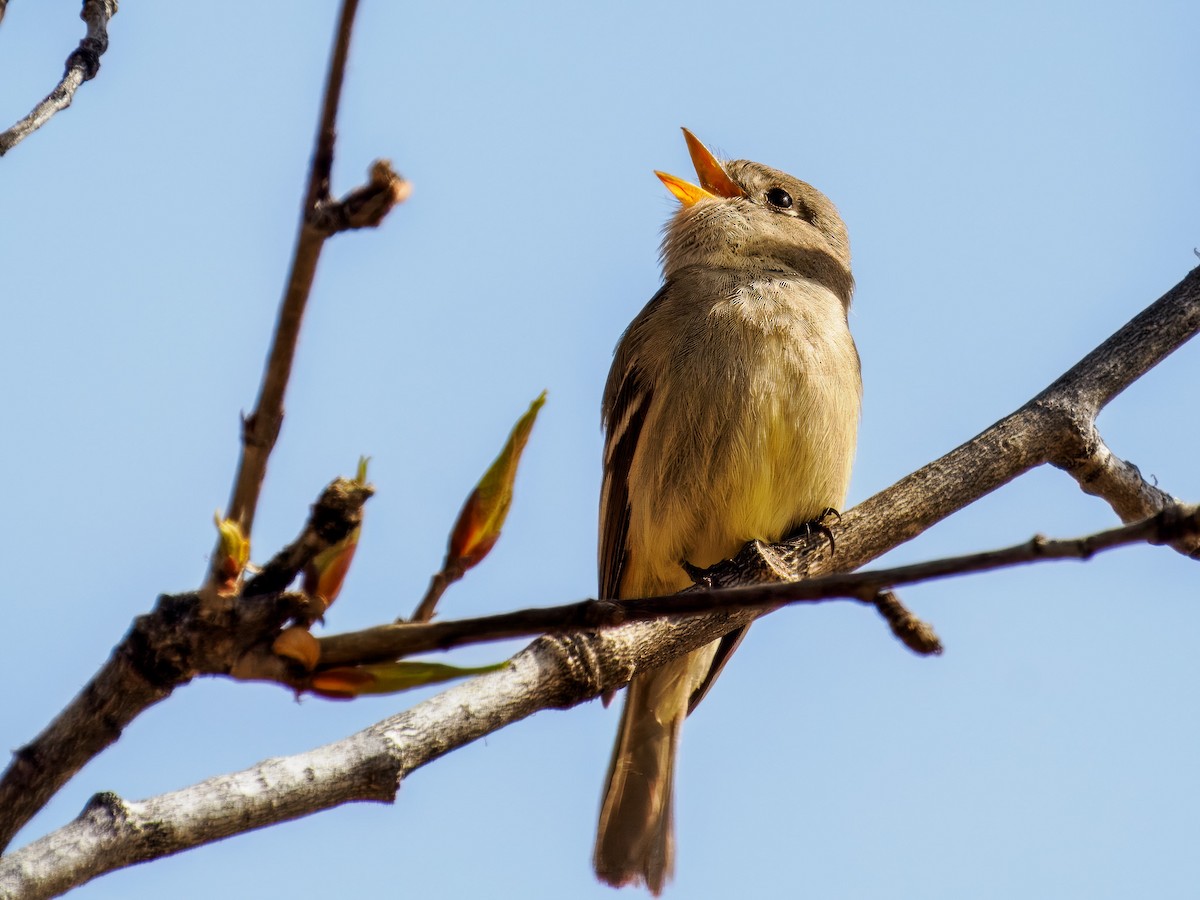 Hammond's Flycatcher - ML619813371