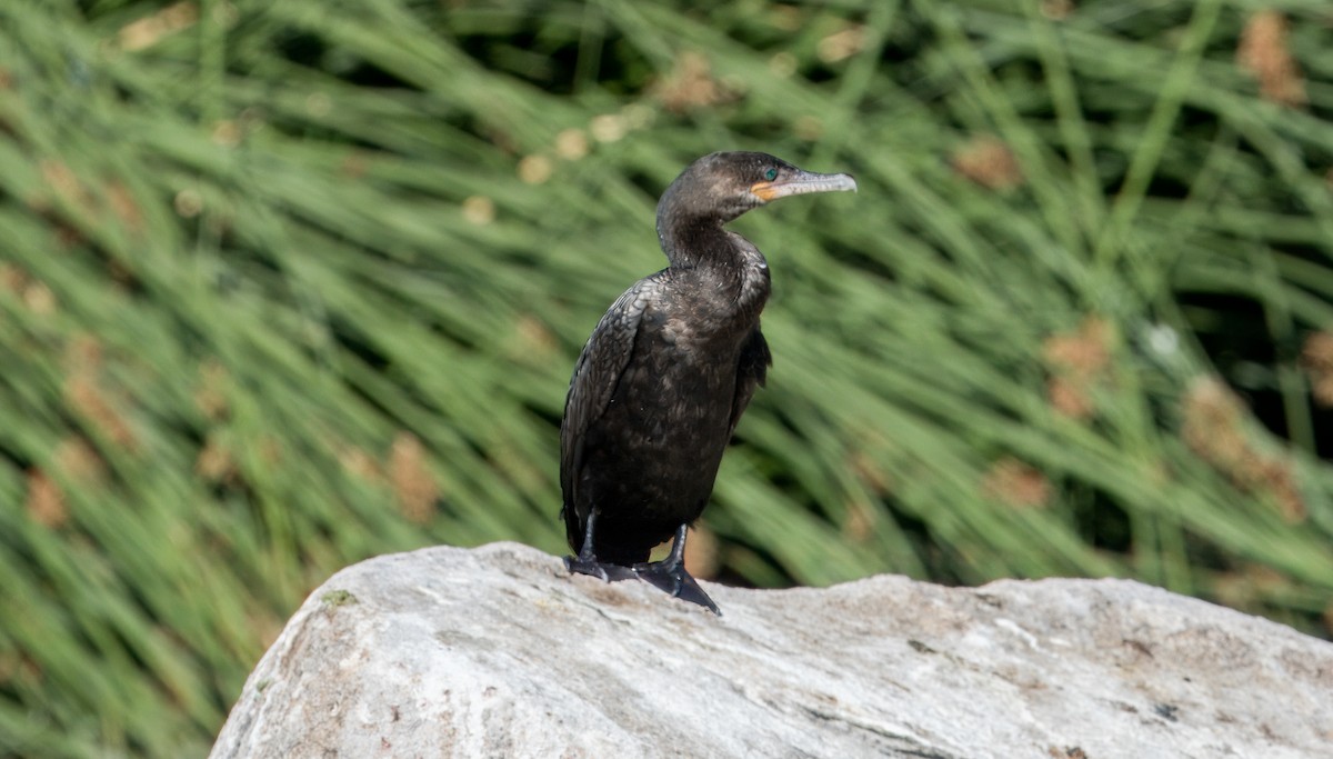 Neotropic Cormorant - ML619813376