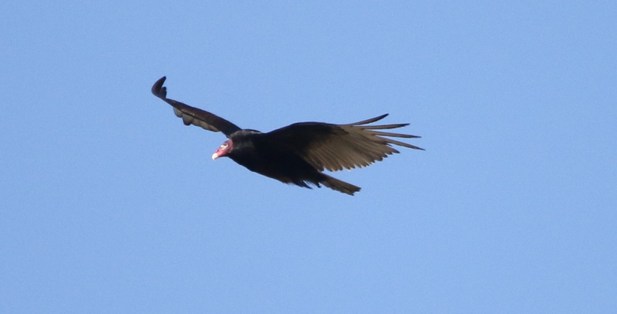 Turkey Vulture - ML619813381