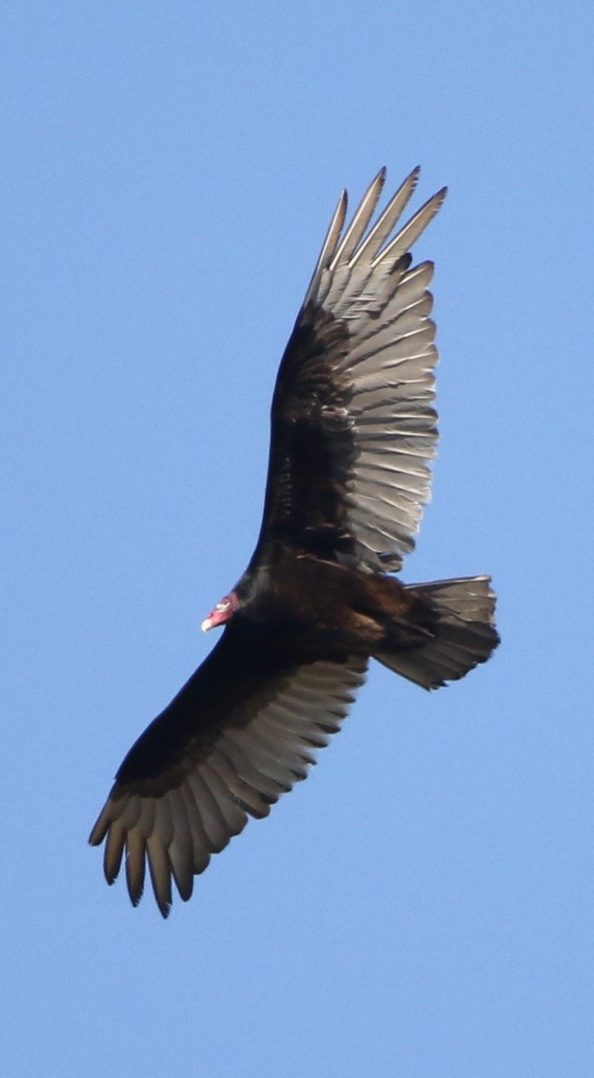 Turkey Vulture - ML619813382