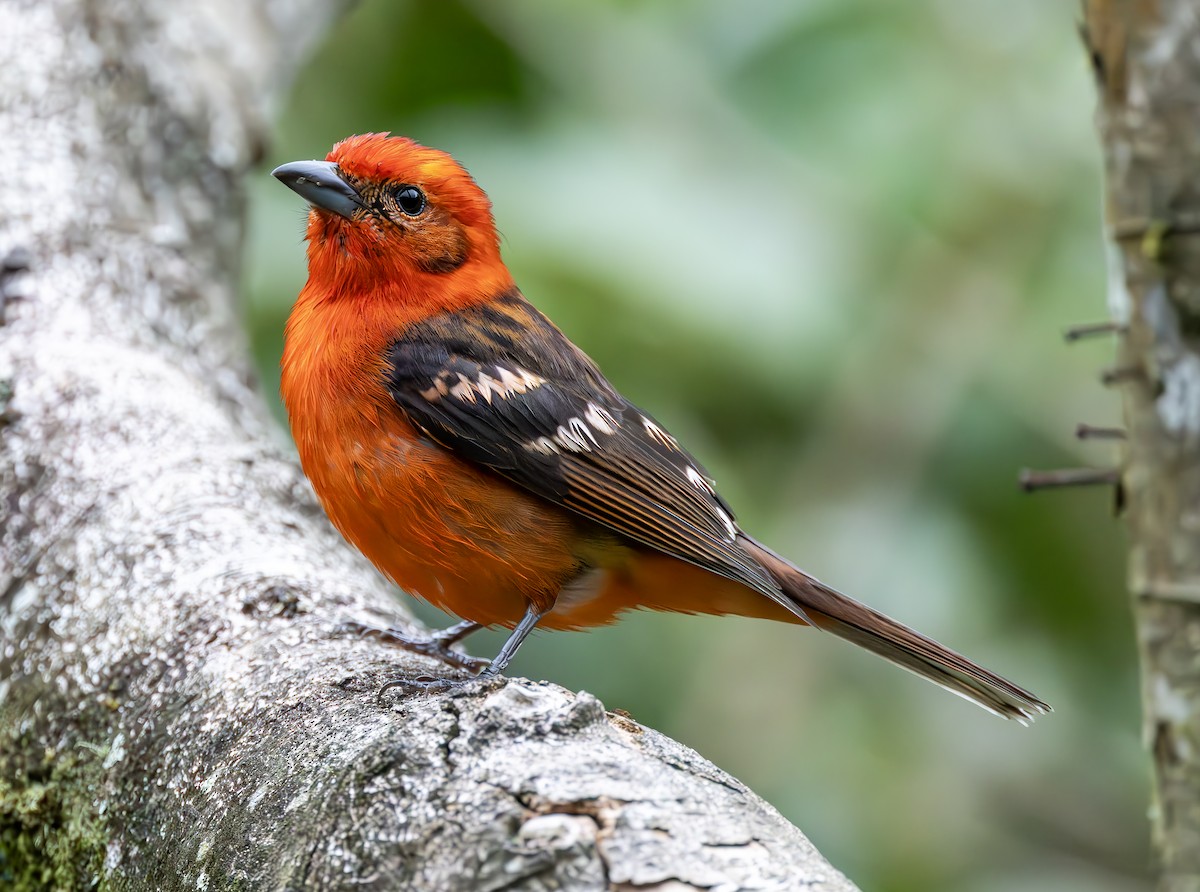 Flame-colored Tanager - ML619813383