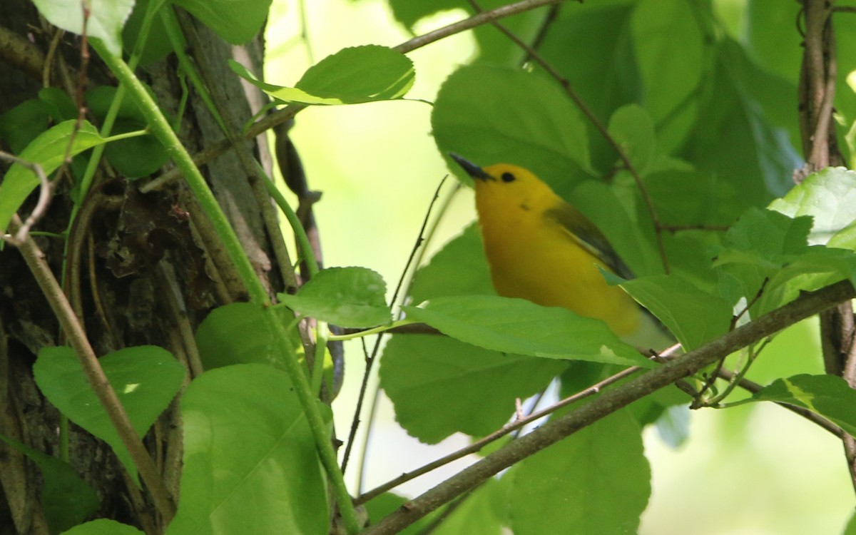 Prothonotary Warbler - ML619813391