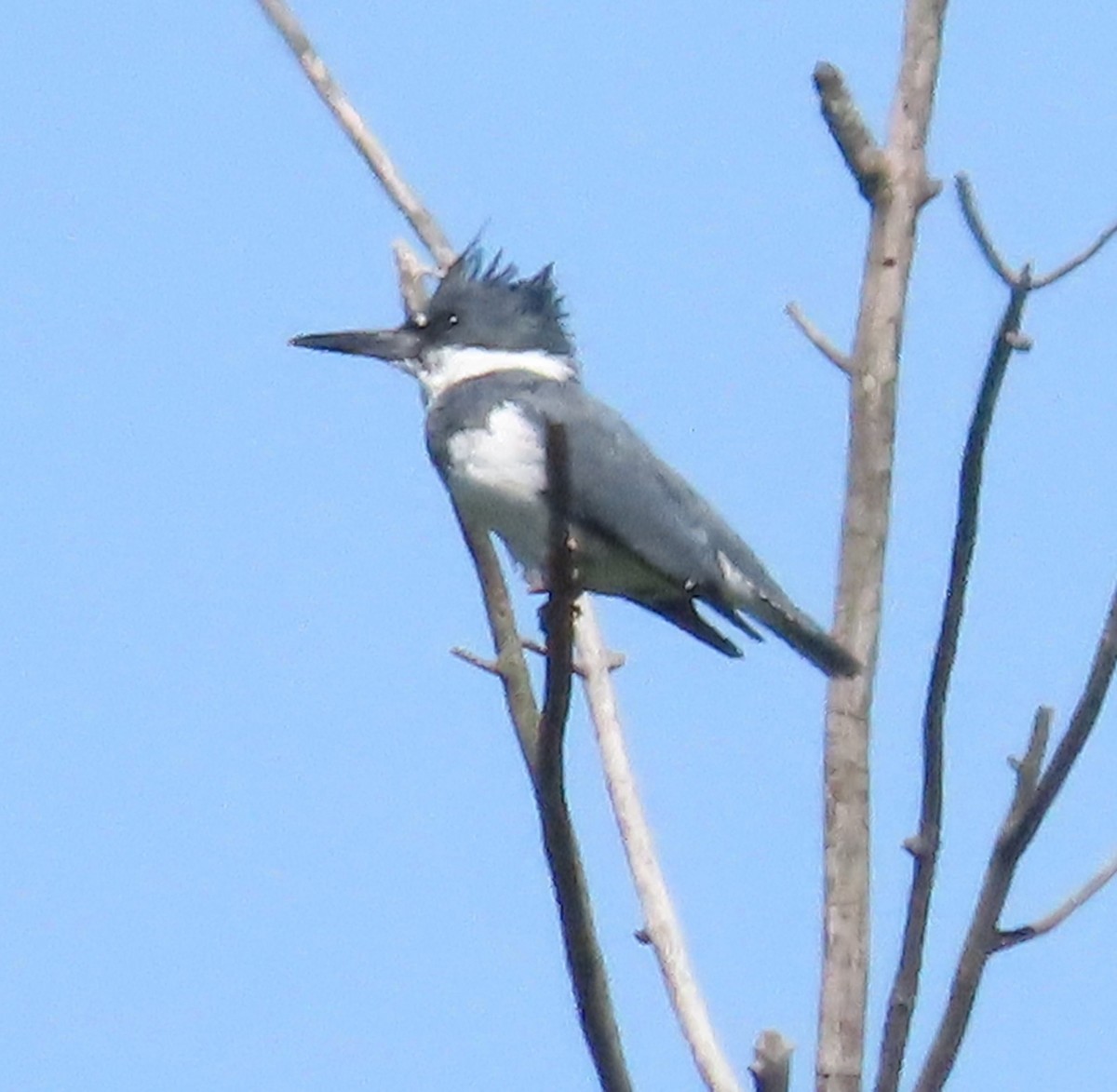Belted Kingfisher - ML619813398
