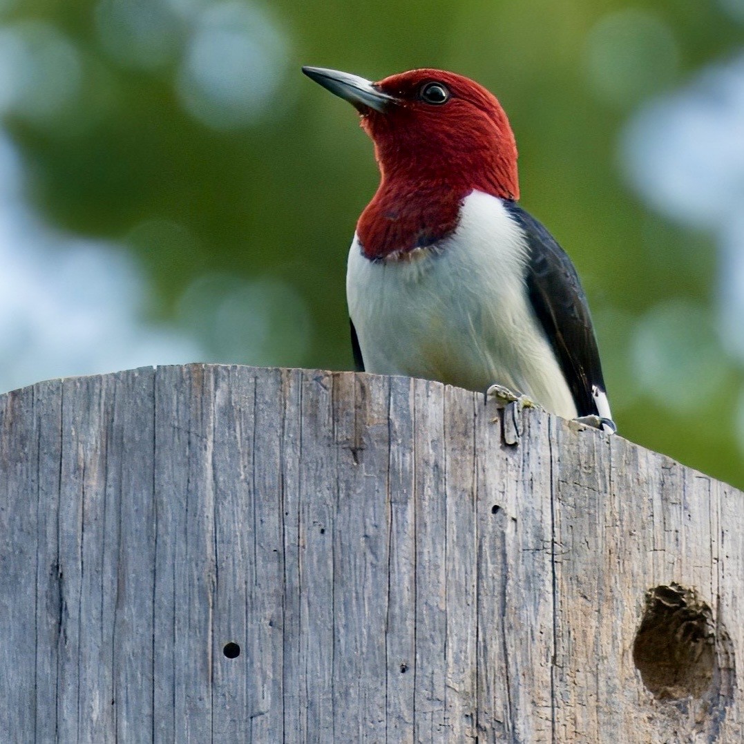 Red-headed Woodpecker - ML619813402
