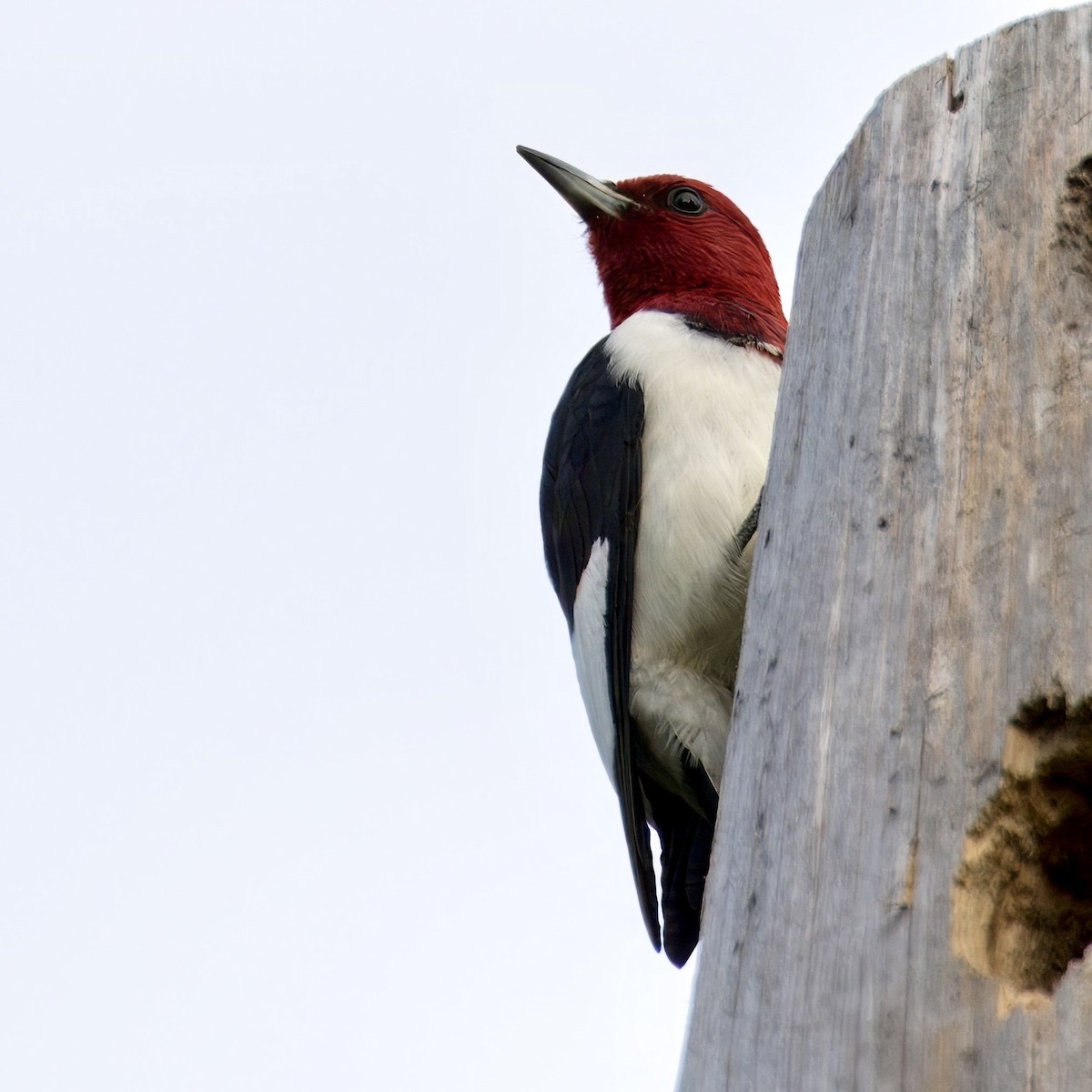 Red-headed Woodpecker - ML619813403