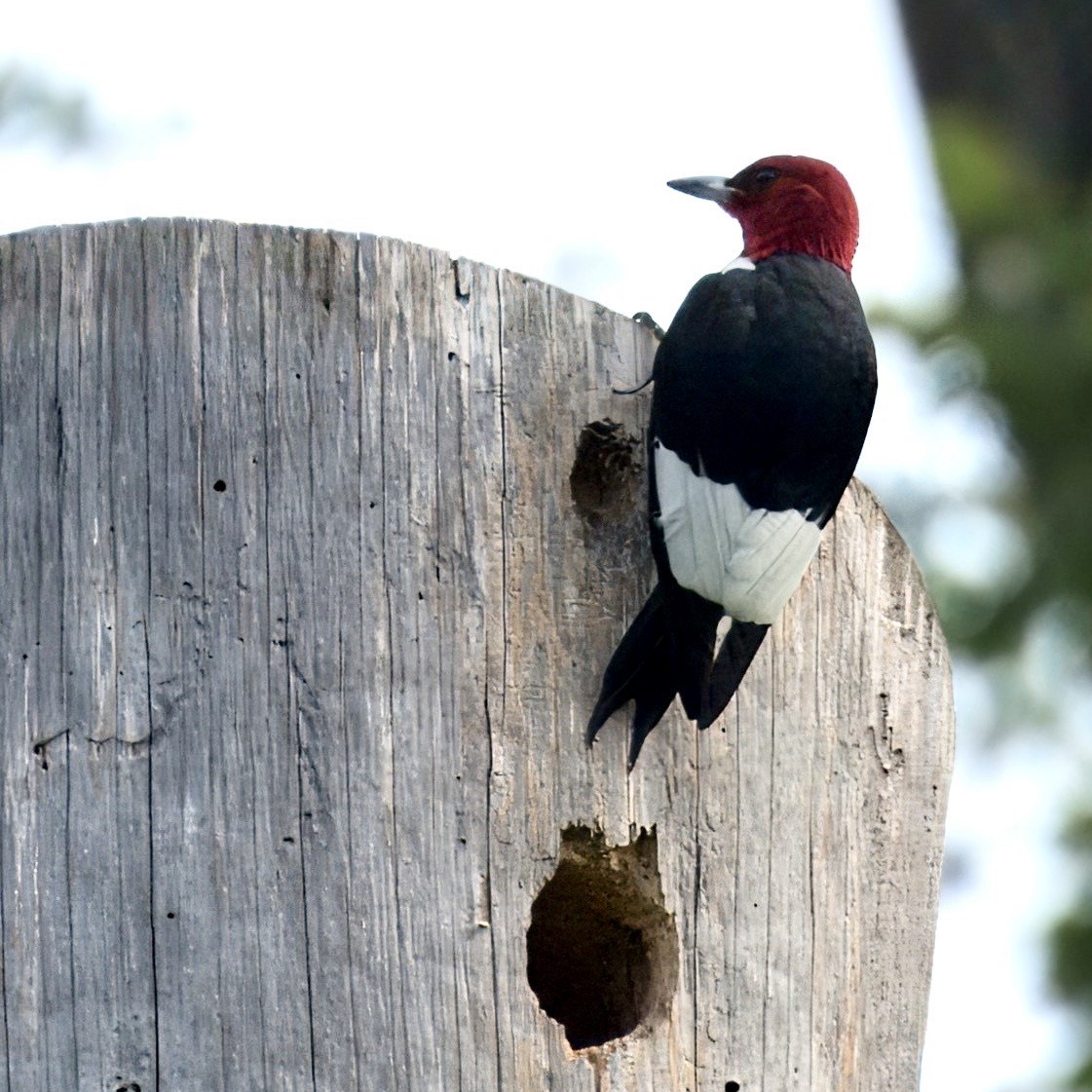 Red-headed Woodpecker - ML619813404