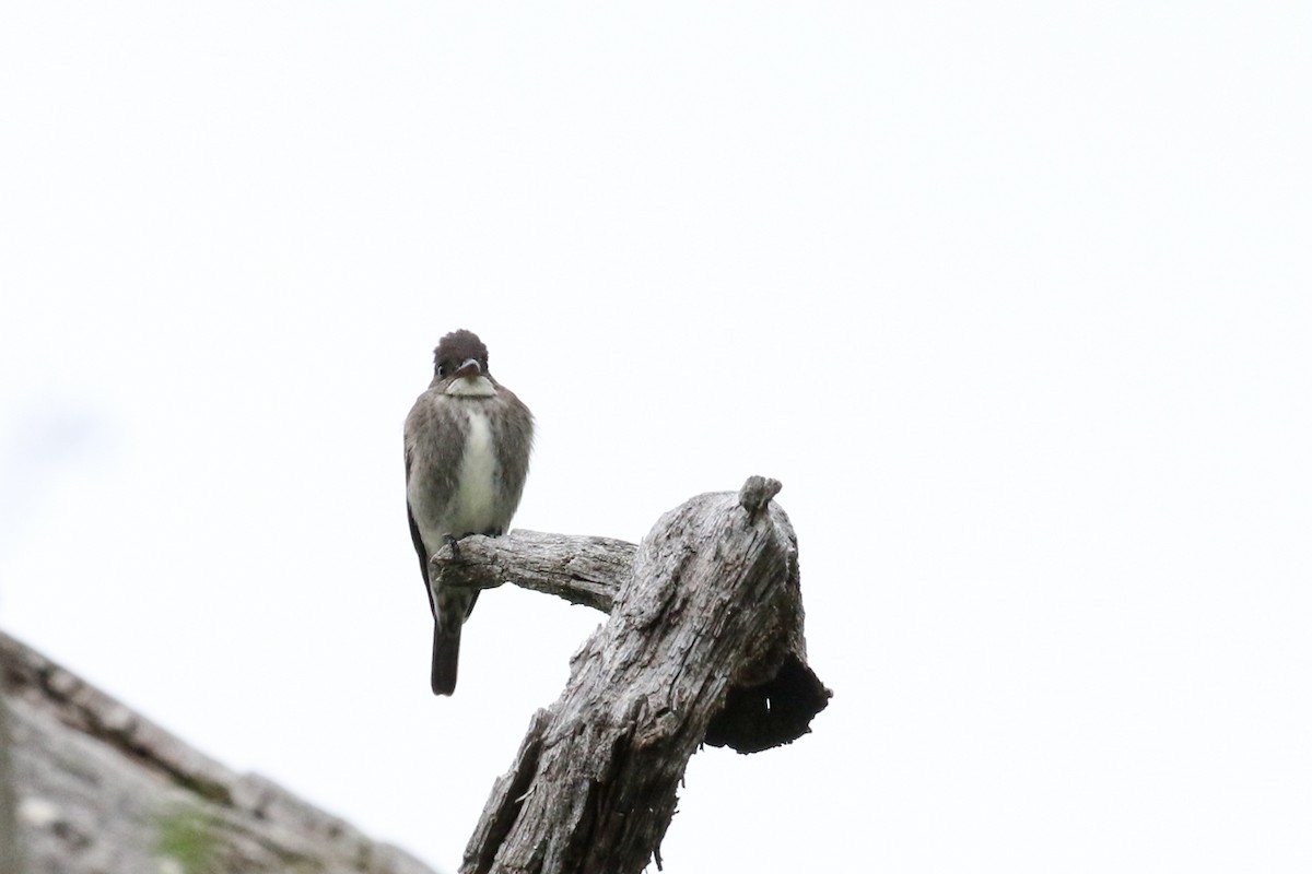 Olive-sided Flycatcher - Marie O'Shaughnessy