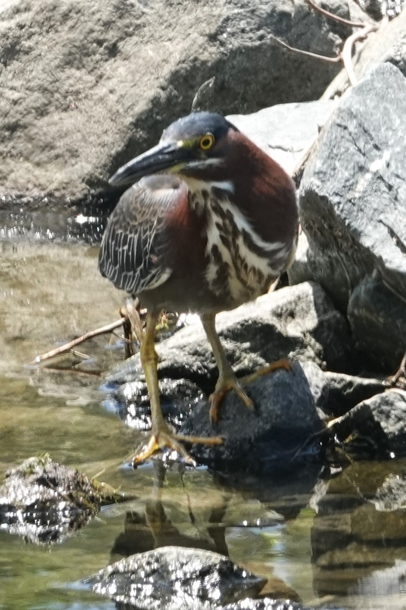 Green Heron - ML619813409