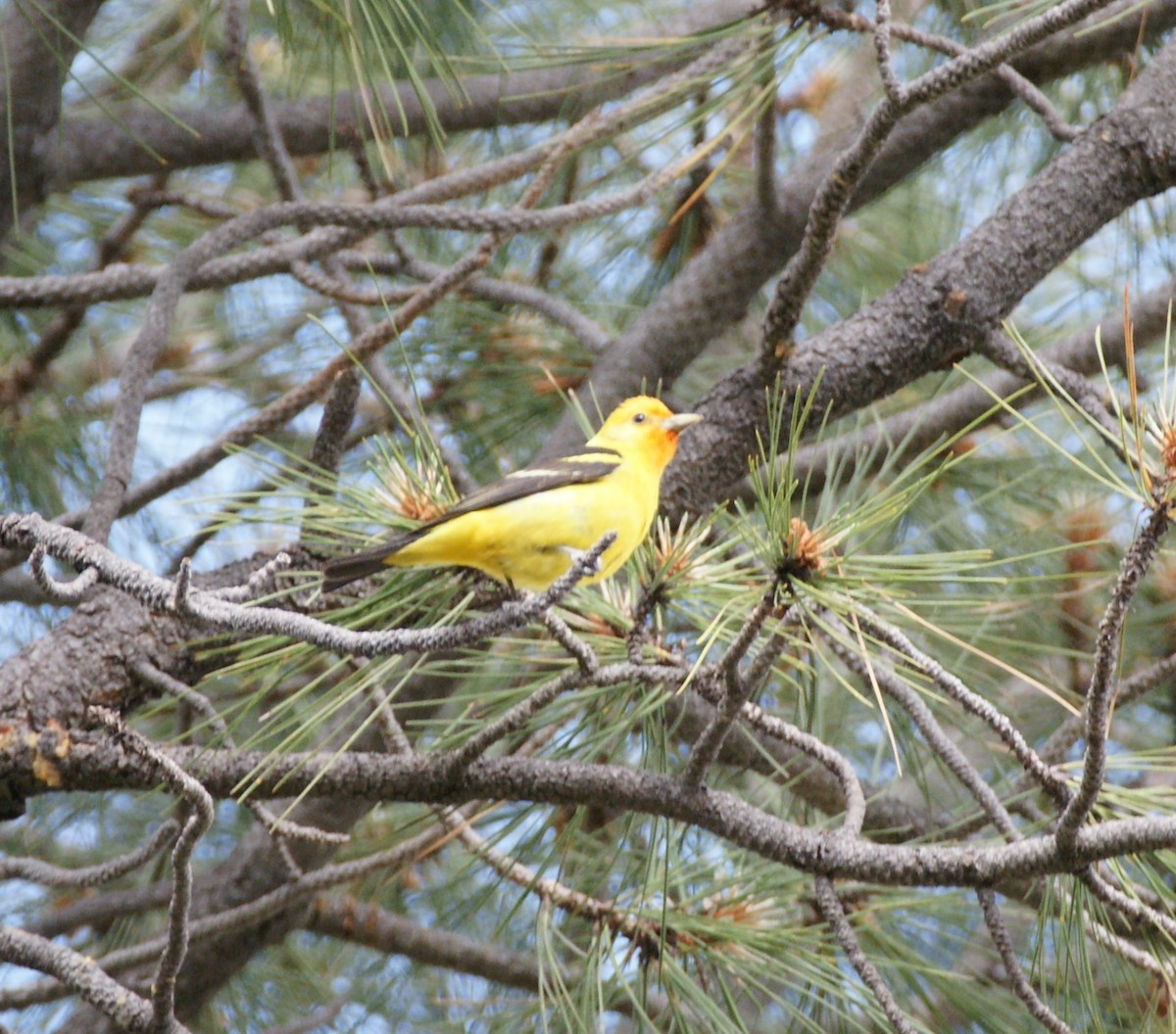 Western Tanager - ML619813410