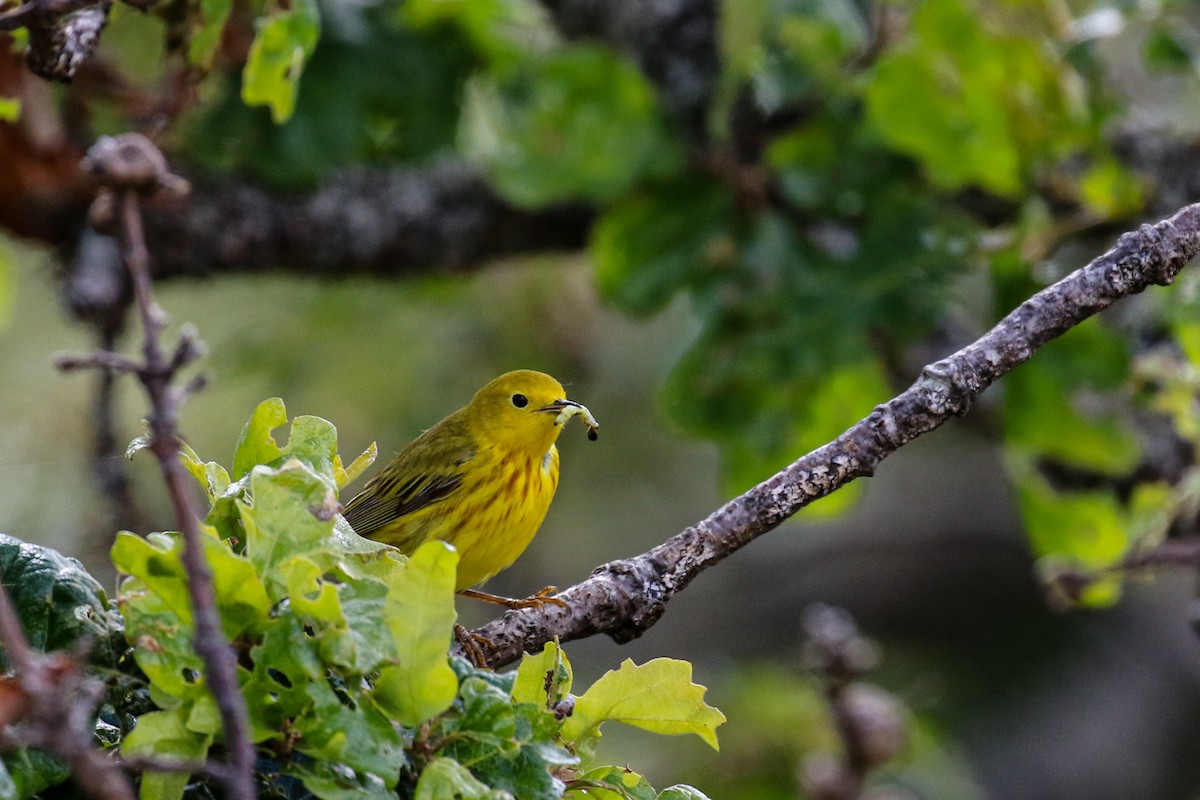Yellow Warbler - Marie O'Shaughnessy