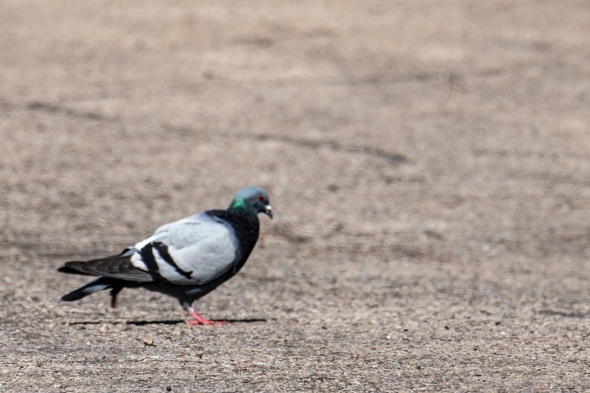Rock Pigeon (Feral Pigeon) - ML619813422