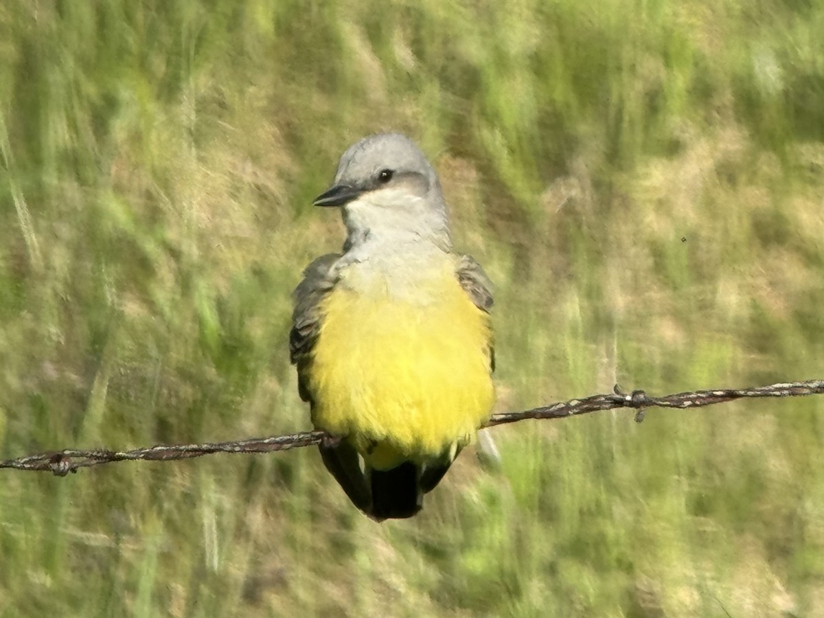 tyran západní - ML619813425