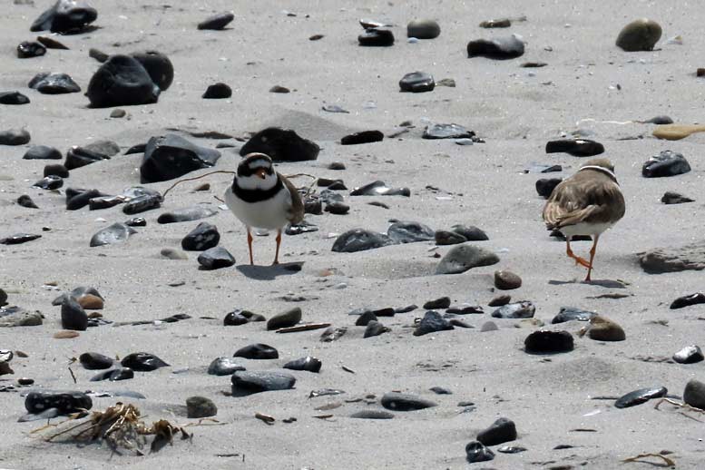 Common Ringed Plover - ML619813430