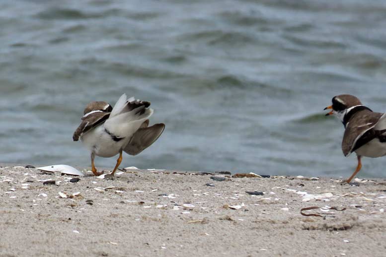 Common Ringed Plover - ML619813431