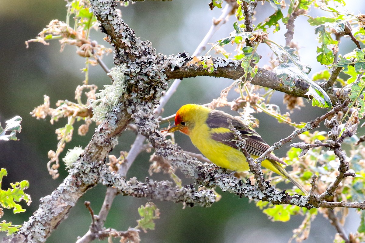 Western Tanager - ML619813436
