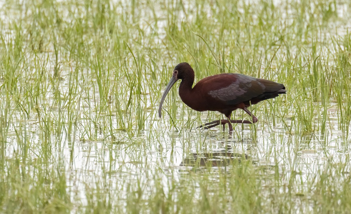 White-faced Ibis - ML619813444