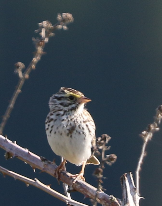 Savannah Sparrow - ML619813446