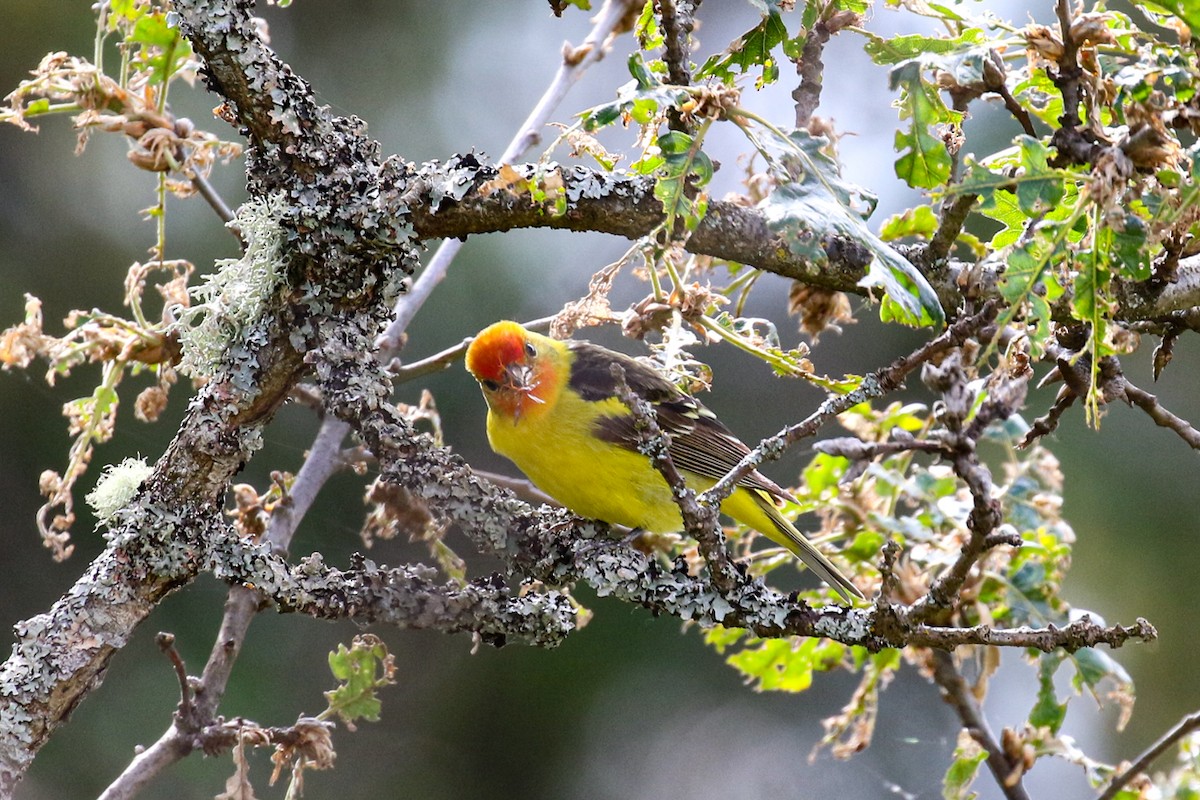 Western Tanager - Marie O'Shaughnessy