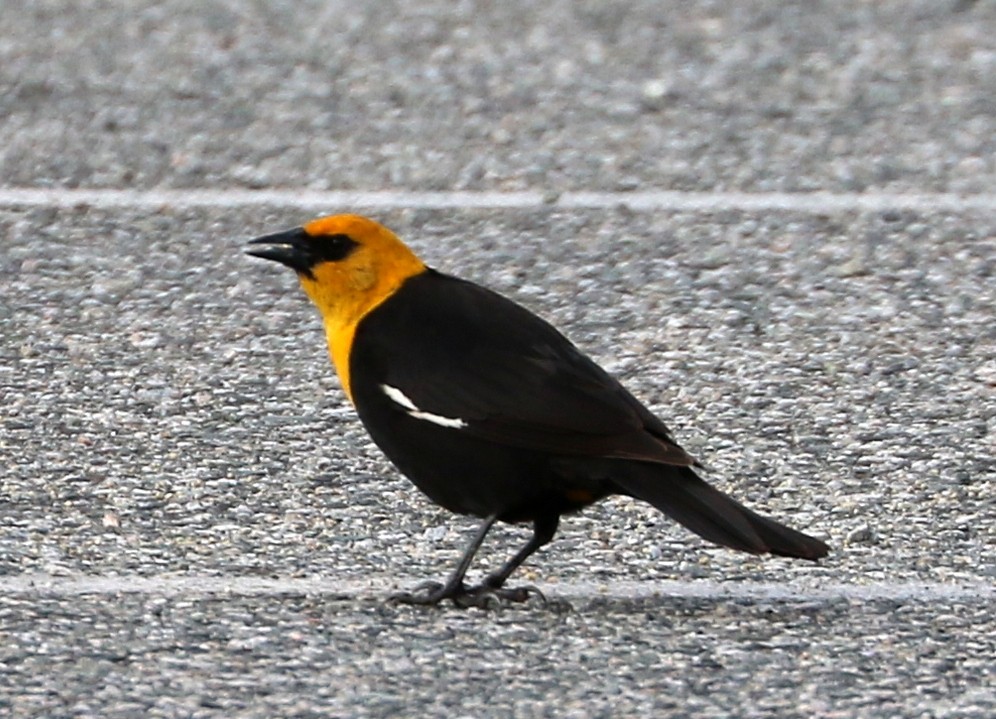 Yellow-headed Blackbird - ML619813450
