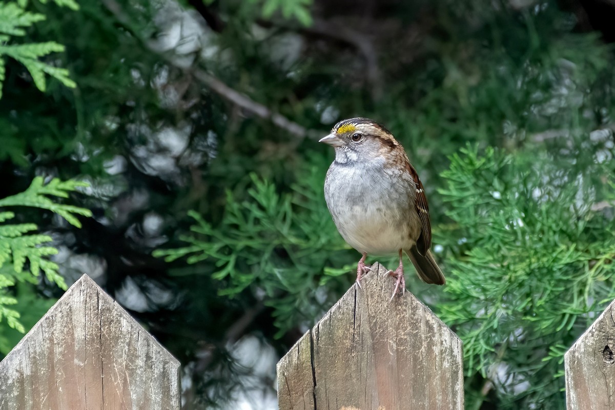 White-throated Sparrow - ML619813456